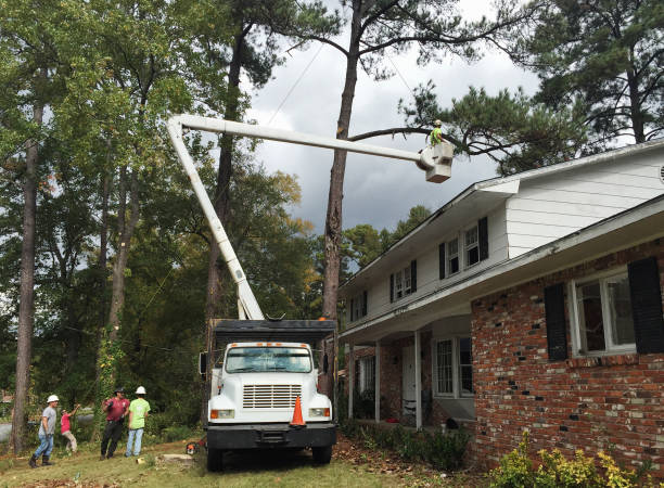 Reliable Rancho Palos Verdes, CA Tree Care Solutions